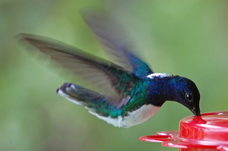 The new study altered scientists' understanding of trait evolution. Some diurnal birds such as the White-necked Jacobin, shown, evolved from noctural ancestors.